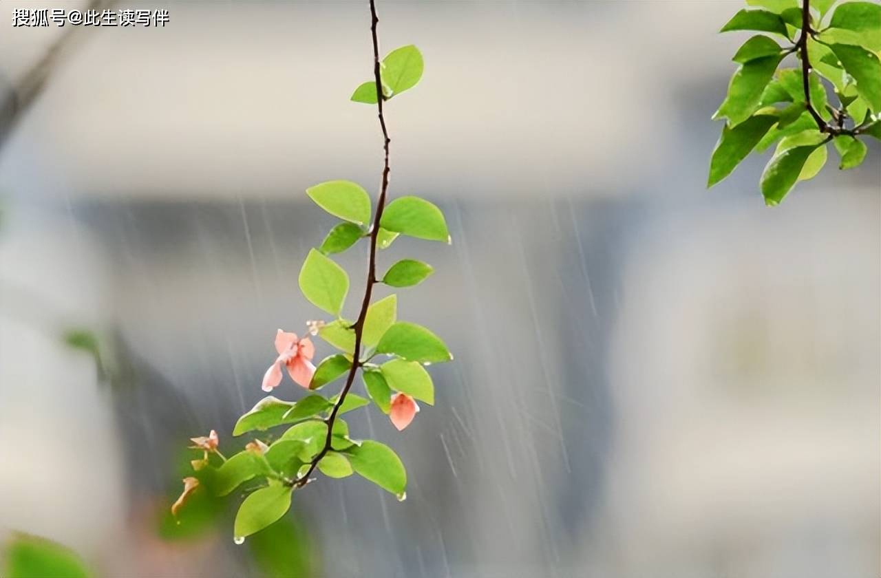 滑倒解學士,笑壞一群牛.春雨貴如油,下得滿街流.