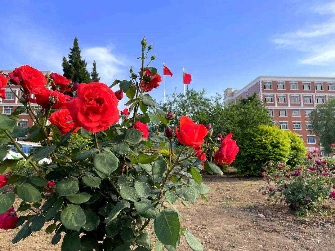 图说河外来河北外国语学院月季园打个卡吧