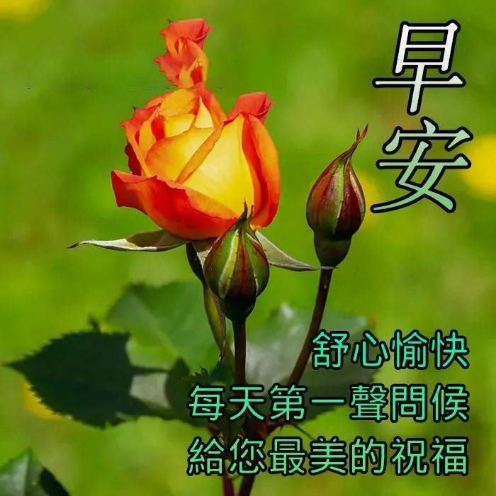 原创8张清新漂亮夏天早安早上好图片带字带祝福语免打字聊天的朋友圈