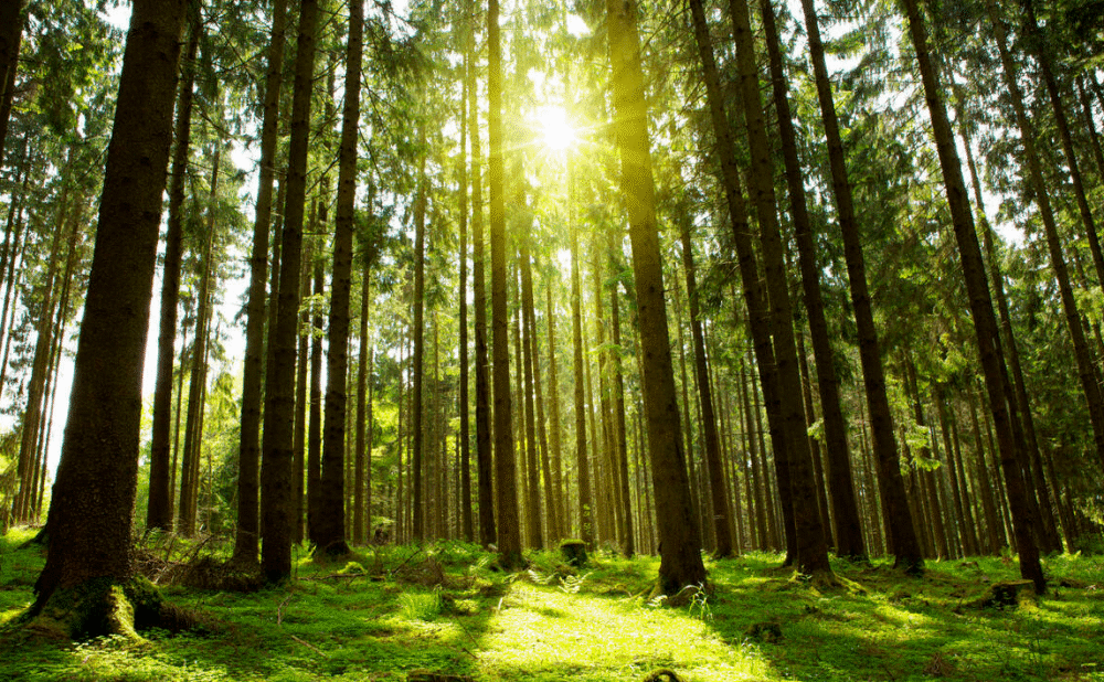 原创地球上的森林增加后会发生什么凡事都讲求一个度以前发生过灾难