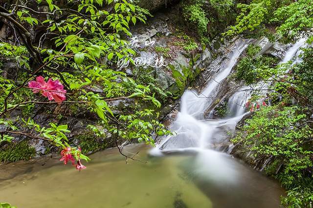 宁波有一自然景区，植被茂密古树参天，气候宜人堪称“避暑胜地”