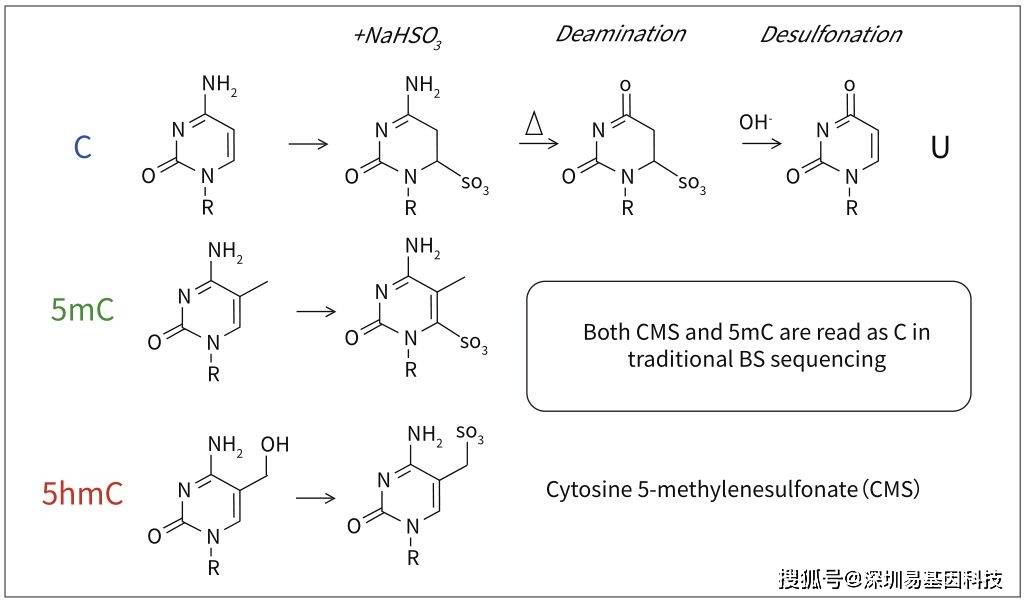 易基因联合剑桥大学建立了化学氧化法结合重亚硫酸盐转化的测序技术