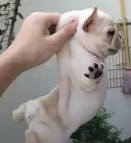 解密后颈肉封印术!_时候_带着_小狗