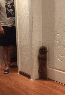 277_400竖版 竖屏gif 动态图 动图