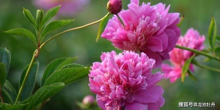 五月芍药花开正盛 龙池牡丹邀您一起来赏花 菏泽 花头 落日
