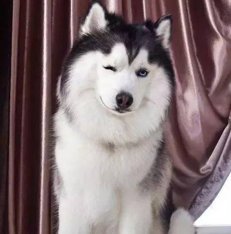 笑容_雪橇_狗狗