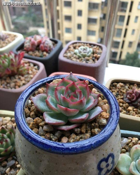 主播为了卖土 什么话都敢说 用它的土养多肉不烂根 纯瞎扯 根系 土壤 疏松