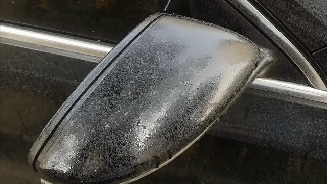 当然这些小油点并不是栾树真的"撒尿"了,而是因为栾树非常容易害蚜虫