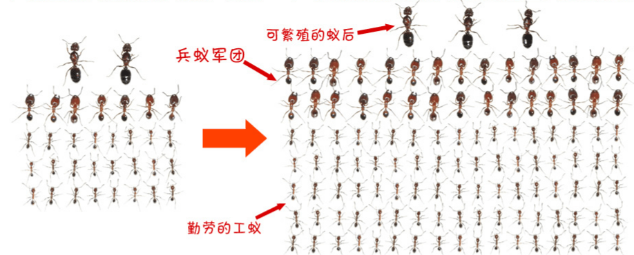 蚂蚁分工成员图片