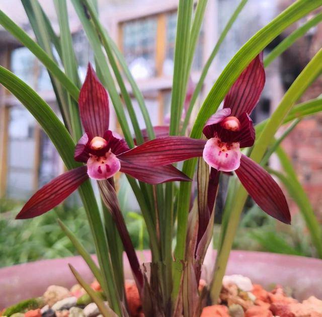 贵族顶级红素——娄山红,品种高贵,花色艳丽,家里有的都不一般_兰花