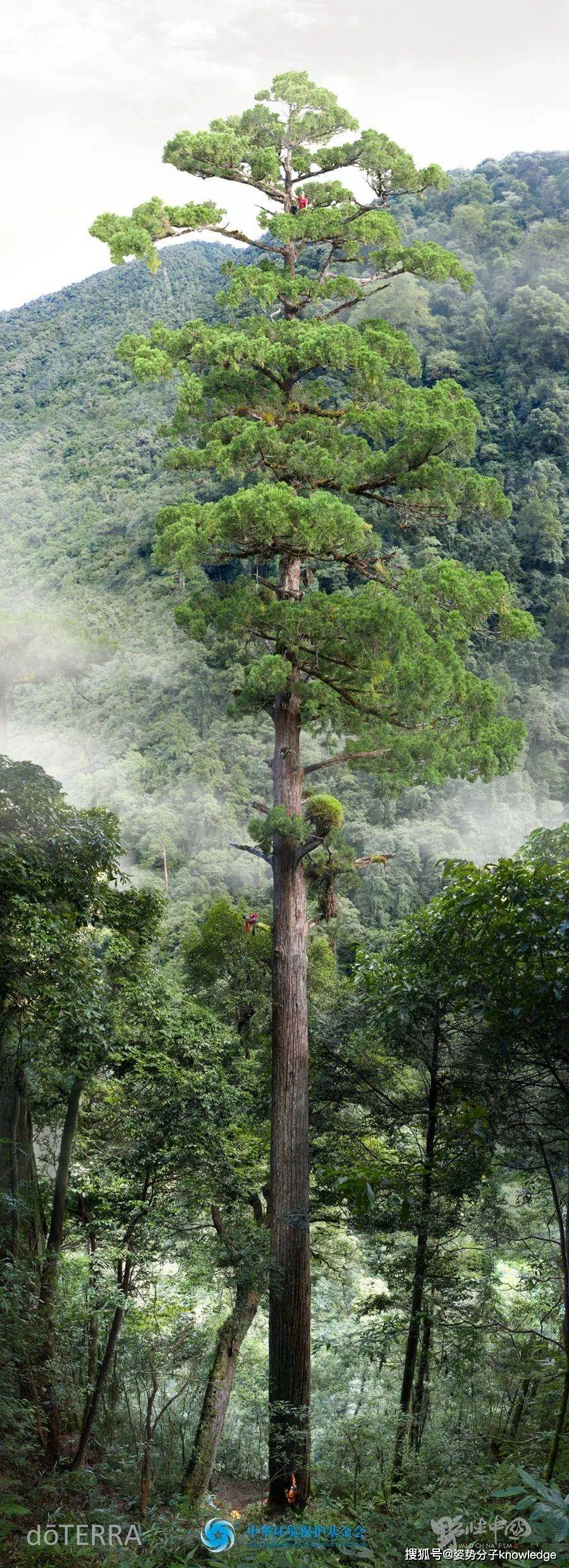 原创高达768米西藏发现我国大陆最高的树世界上最高的树多少米