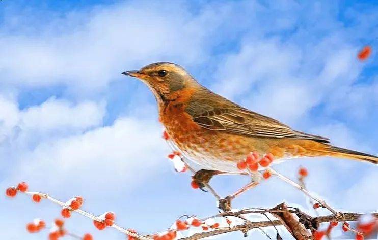 沧海一粟等16人百鸟争鸣同题微诗百灵鸟心香文艺