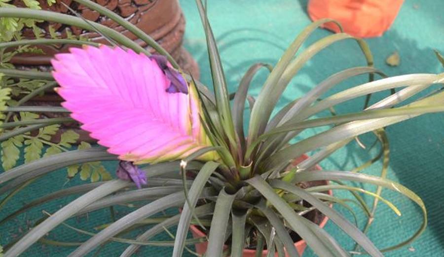 老爹在花市买了一株 进口兰 开花成 紫扇 才知 上当 了 凤梨 植物 兰花