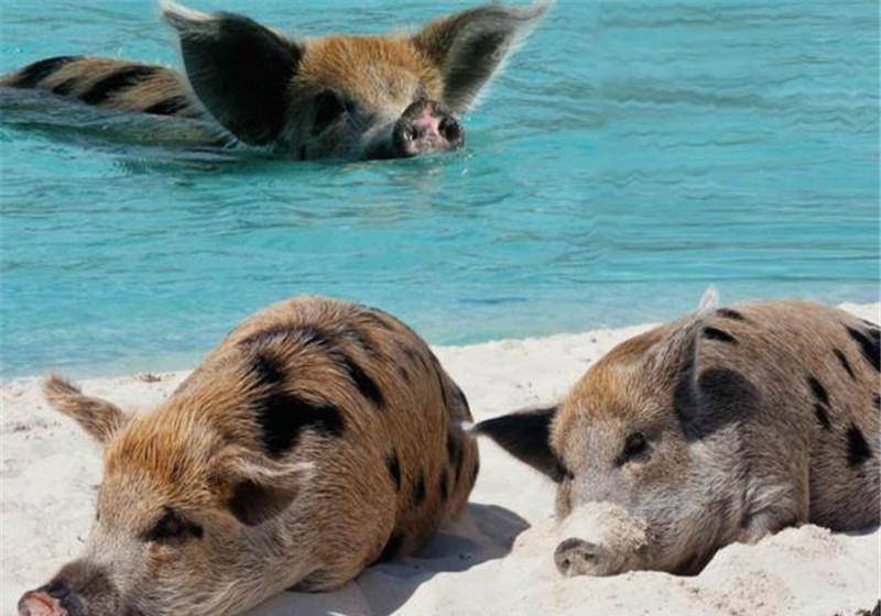 全球唯一的猪岛，享受大海沙滩喝着天然泉水，真正的“人不如猪”