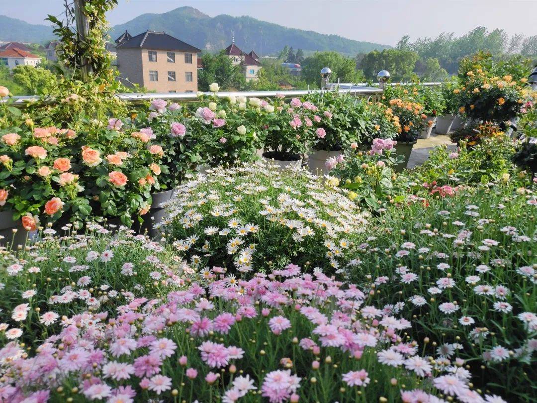 原创海妈花园拜访94年浙江少年回到老家经营茶山种一院花每一盆都爆花