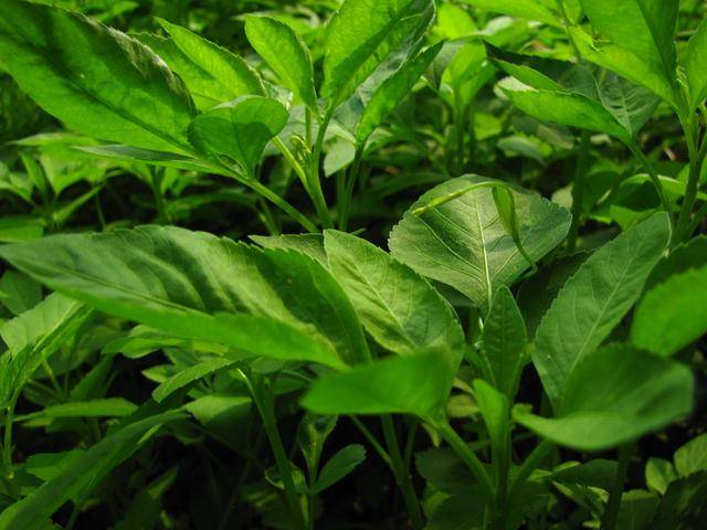原创一种植物野草人称豆渣草种子很烦人茎叶好吃是中药材