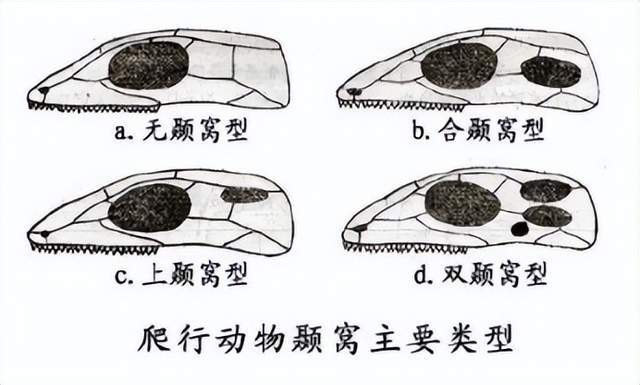 合颞窝的为合弓纲(类哺乳动物),其它类型为蜥形纲.