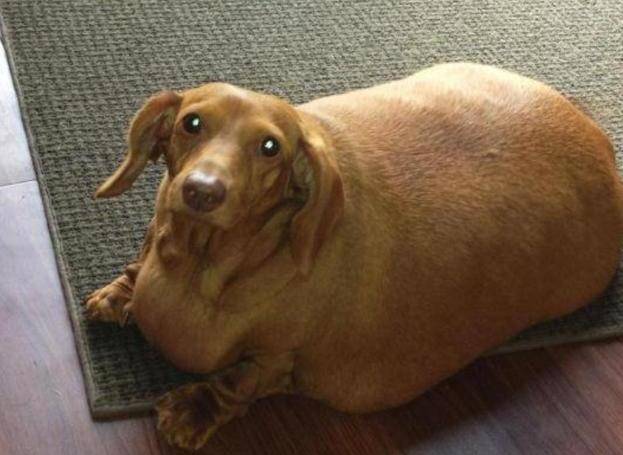 狗狗胖点才好看那你就错了这些危险在靠近