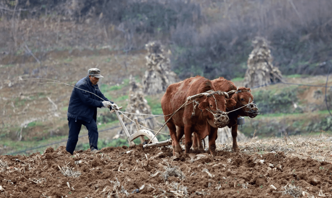 破旧铁犁和家谱两者看似毫不相关却完成我和父亲的链接