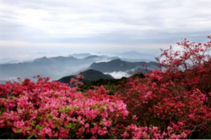 什么是理想假日？丹寨杜鹃花节就是答案