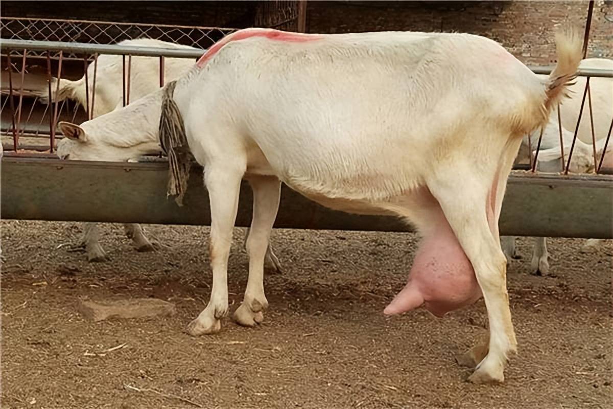 母羊在怀孕期间,维生素和矿物质的摄入量不足,再加上没有定期的驱虫