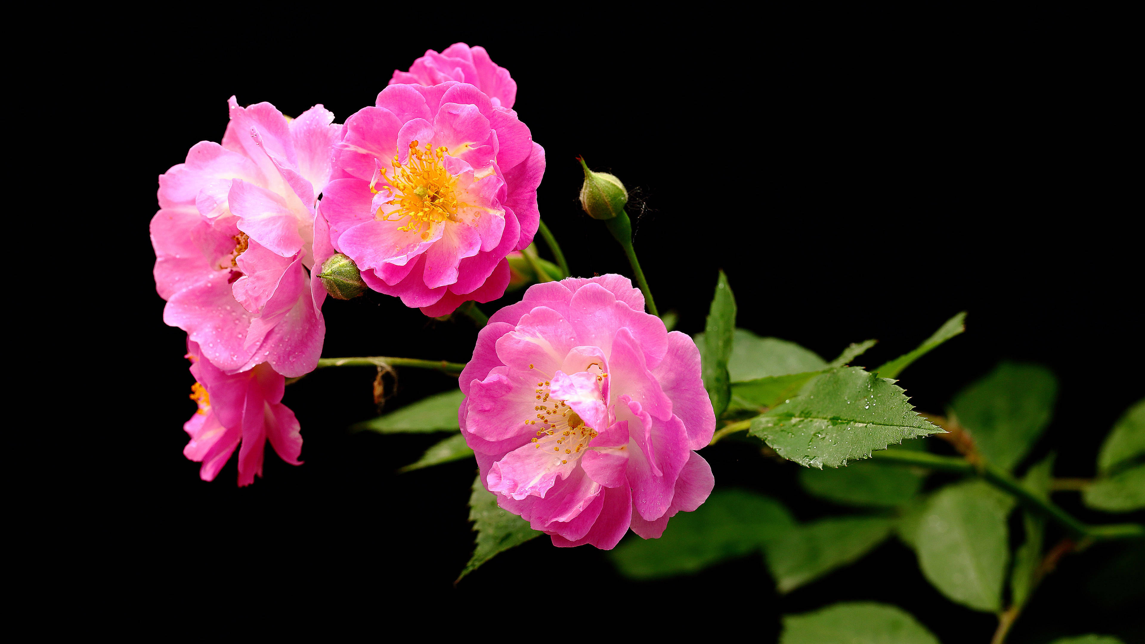 原创5月11日星座运势审时度势砥砺前行的四大星座