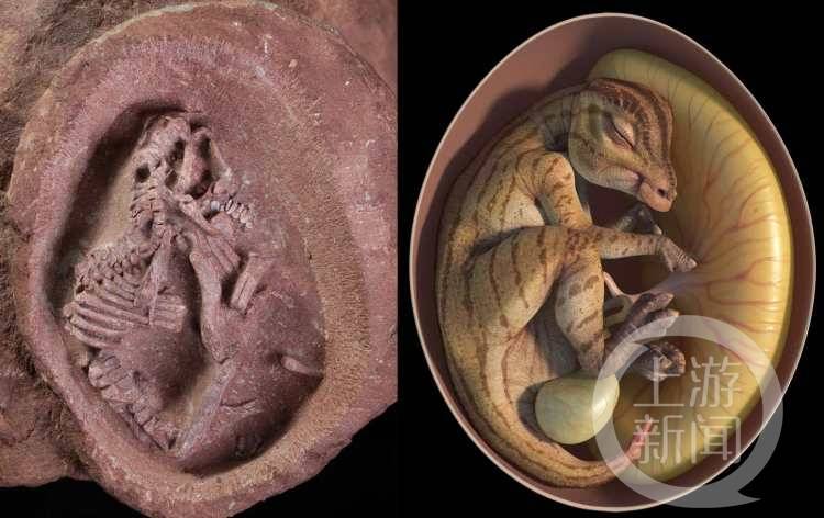 小小的脑袋已经发育完成,这是枚尚未孵化完成的恐龙蛋