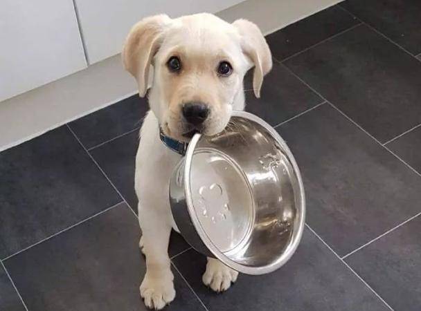 原来狗狗在吃饭前叫,竟是因为宠主的错误引导!_食物_时候_情况