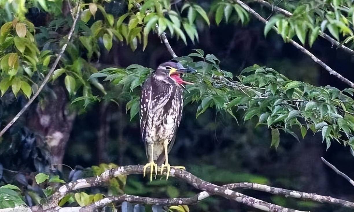 林鳽图片