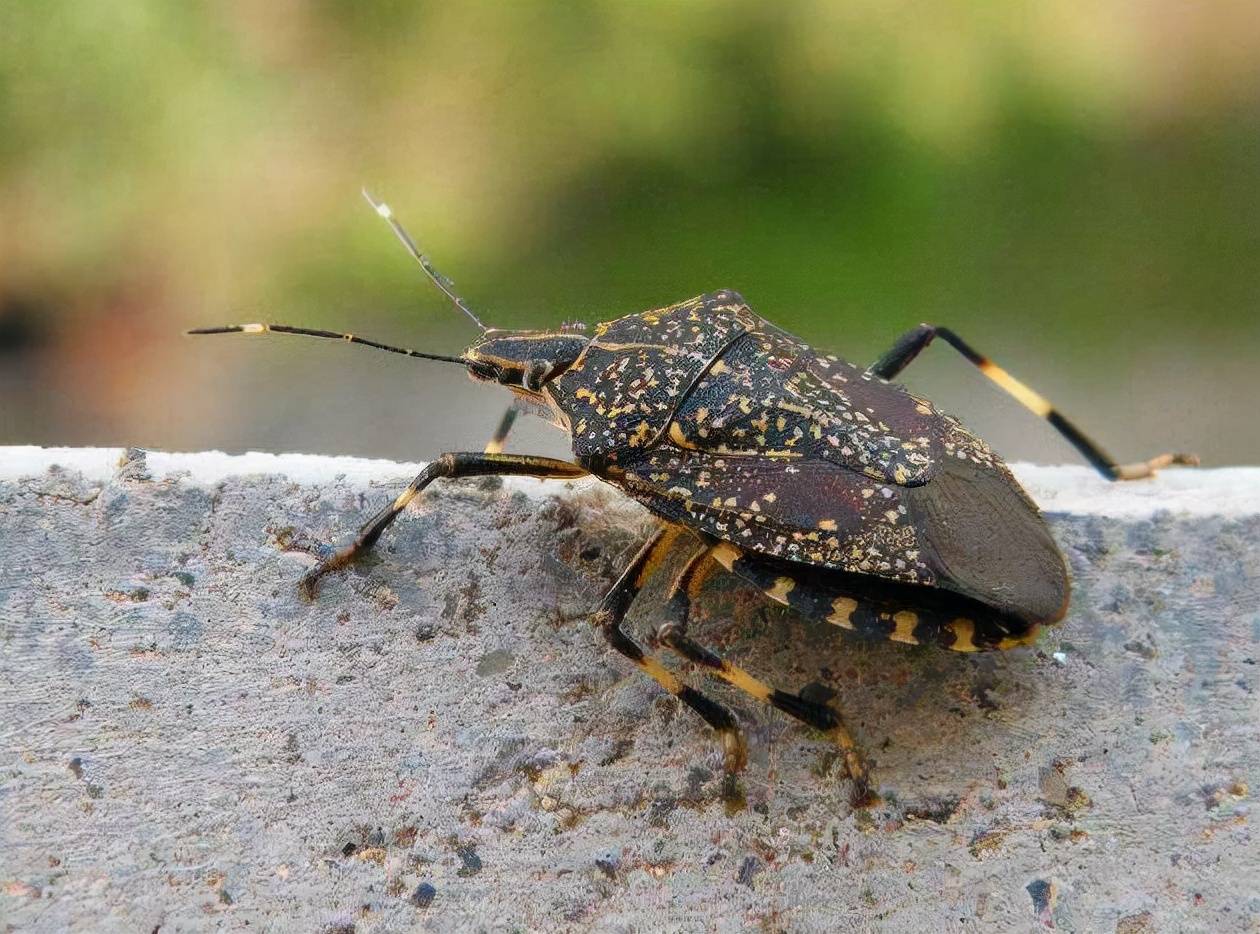 它虽然长相可爱但是千万不要轻易去触碰,因为它会"放屁",它就是放屁虫