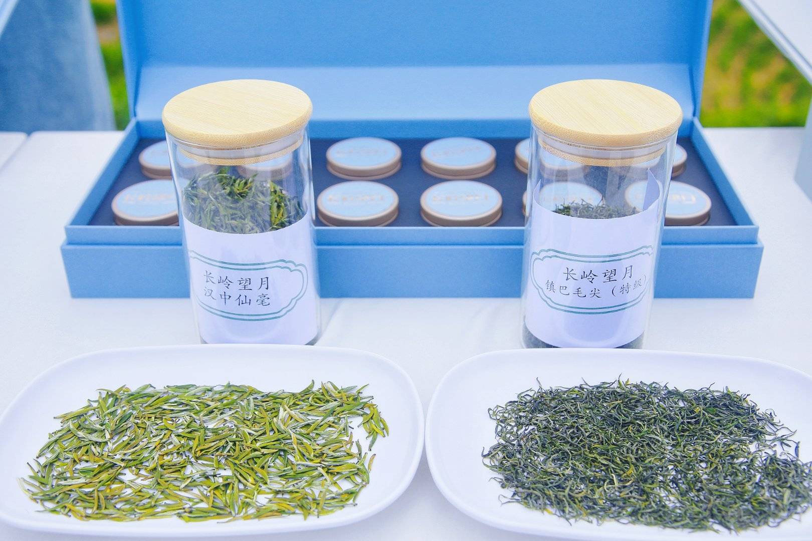 镇巴花园社区:产业帮扶点结硕果 长岭望月新茶如今面世_茶叶_陕西_农