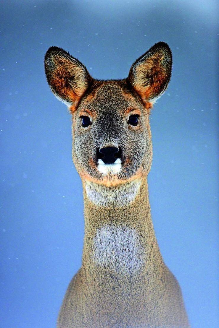 原创祥瑞之兆白狍罕见现身内蒙古长相独特但终将被大自然淘汰