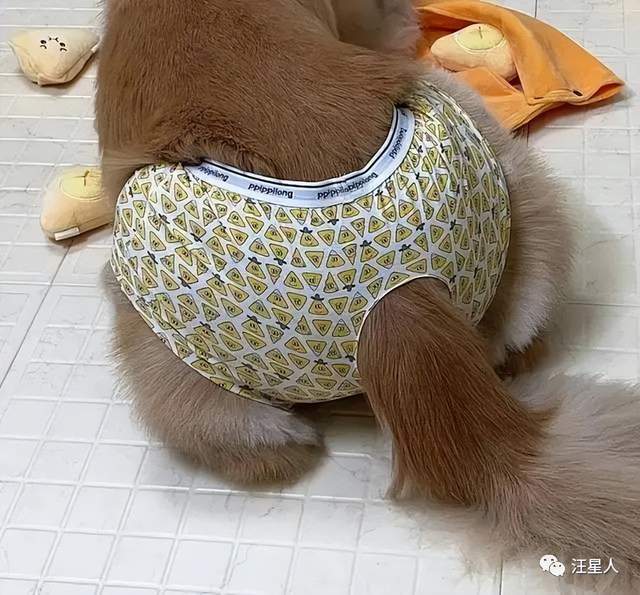 我承认第一看看到网友自制的狗狗生理裤有被笑到