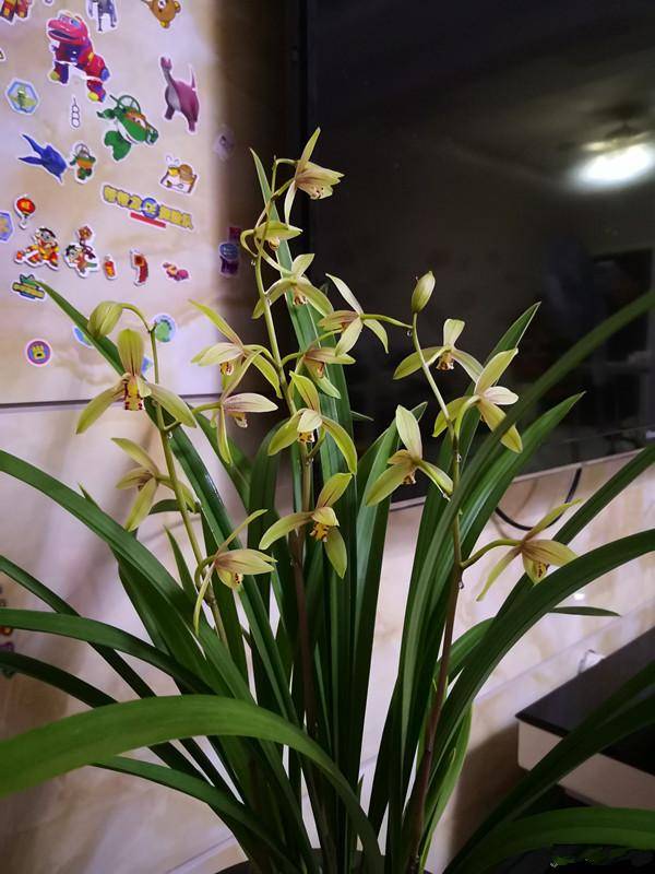 寒蘭-022 629-4H 8番薄桃花×濃紅花 苗 交配種 寒兰