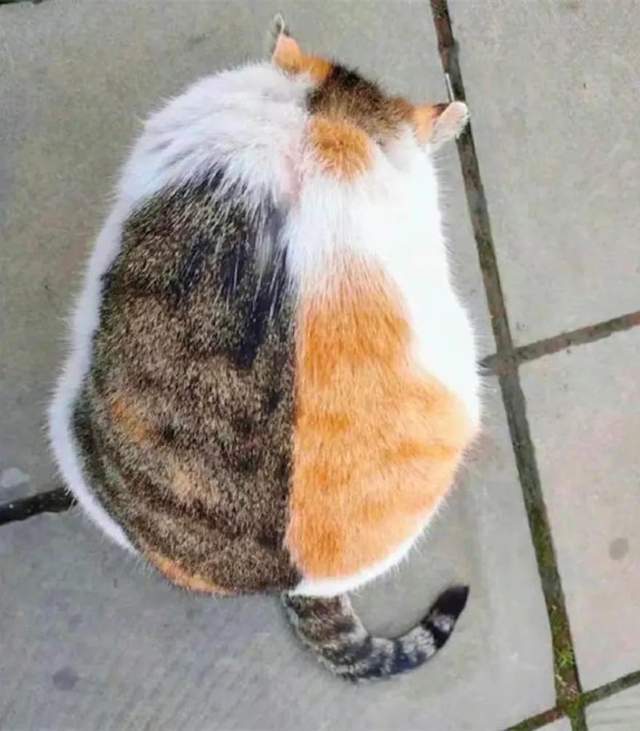 喵星人 凭本事胖成两只猫 你可以吗 拜托 网购双拼猫真的很酷 猫咪 花色 基因