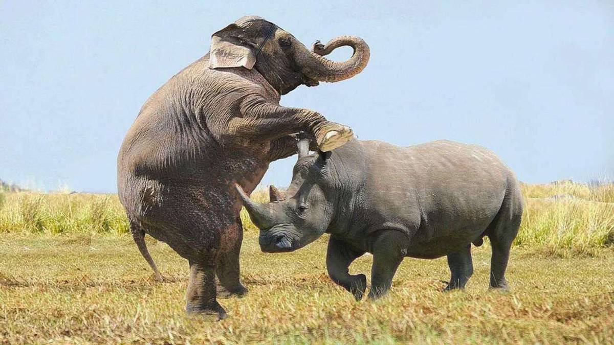 原创雄性非洲象只负责交配刚成年小象无配偶权竟向犀牛发泄私欲