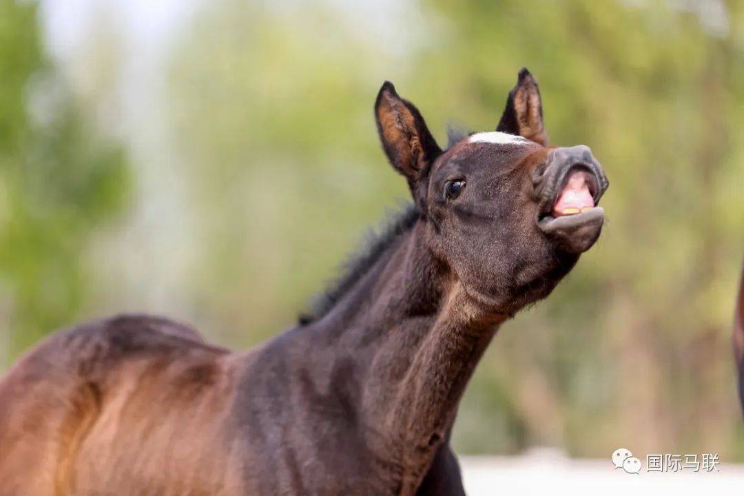 马儿都是白羊金牛座带你走近小马驹的春天