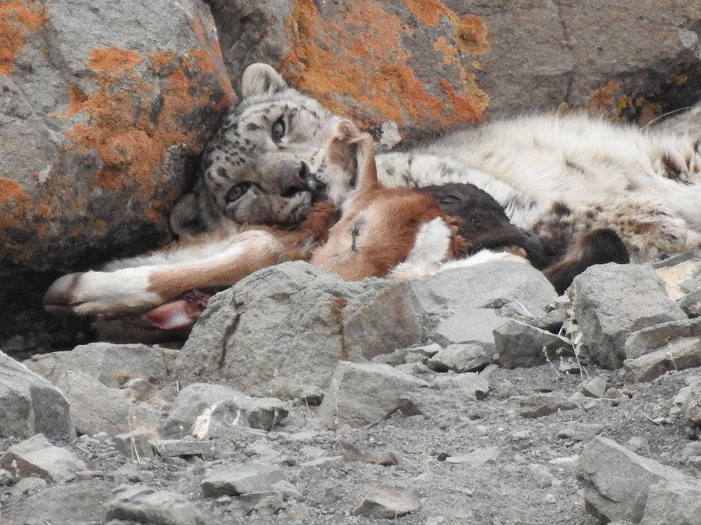原创西藏洛隆发现母雪豹带幼崽出门要先探路捕到猎物遭藏獒抢走