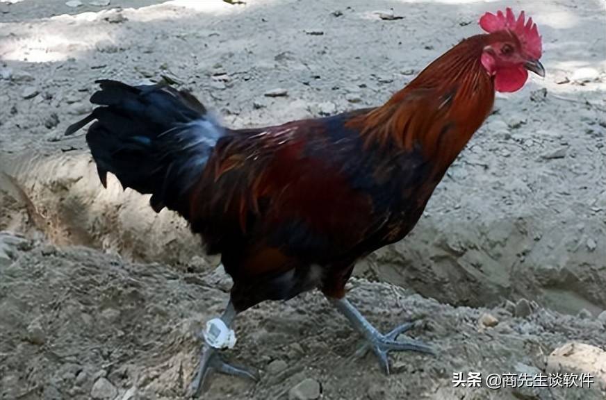 刘强东还养鸡养跑步鸡这套模式你可以借鉴下