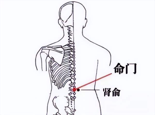 后背肾的位置疼图片