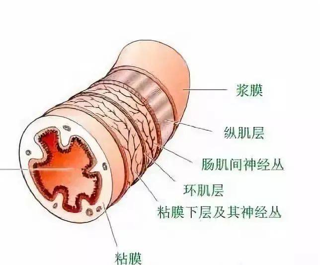 肠壁 解剖图图片