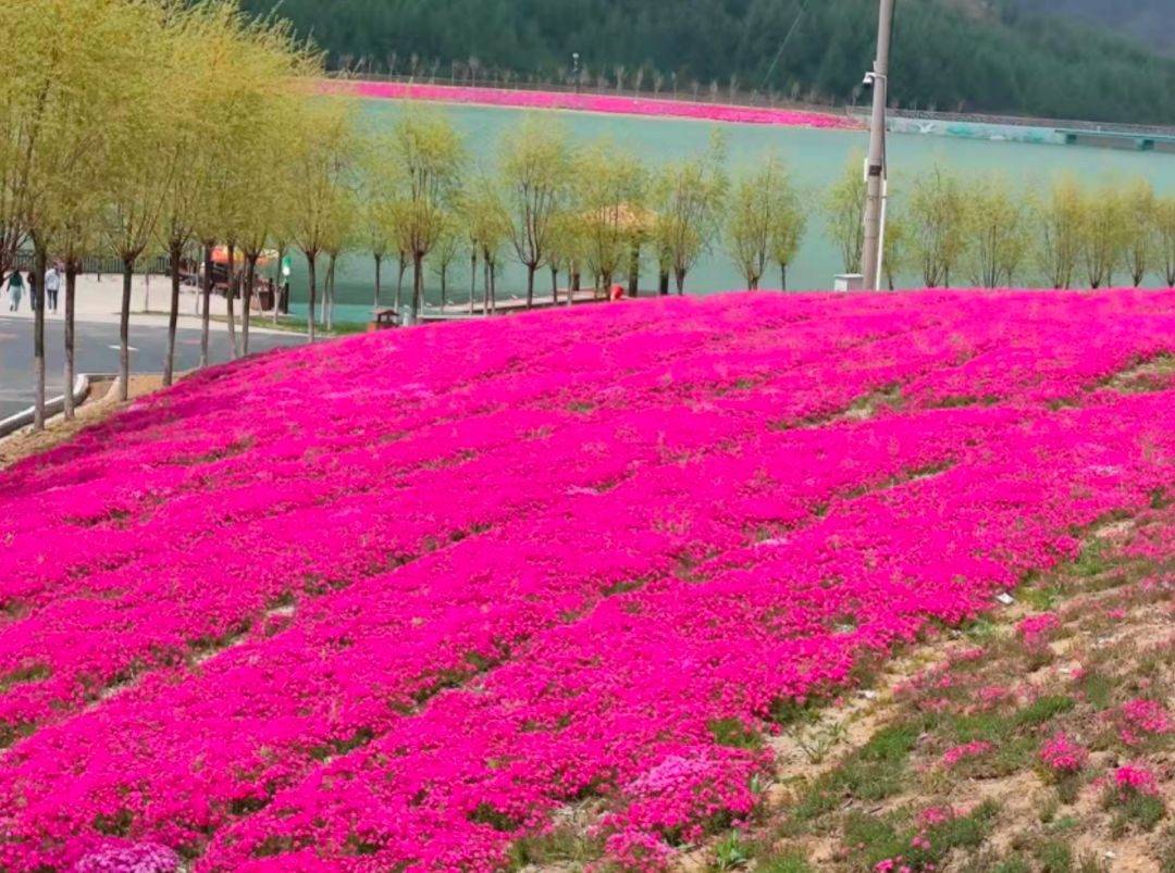 芝樱花花语是"希望",芝樱花的花语是"希望",也有人称为"若合你意,我深