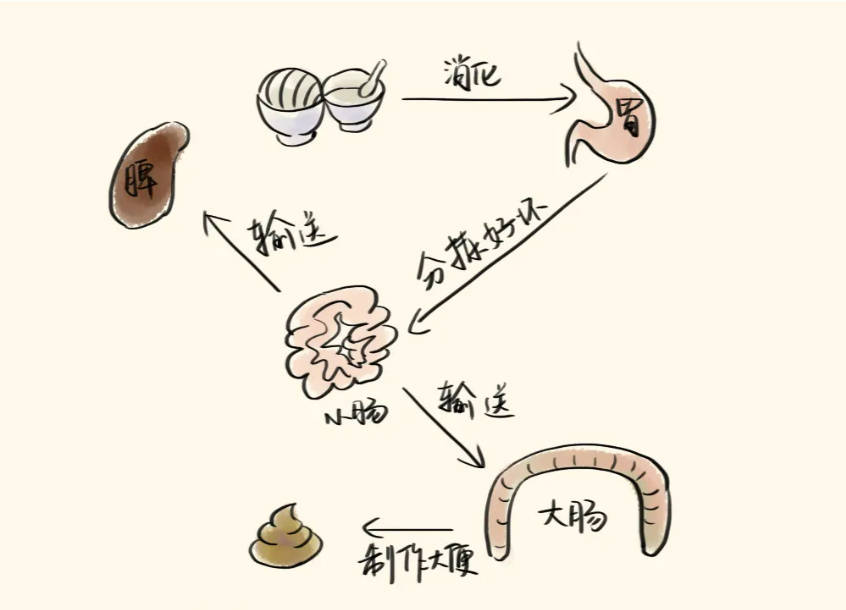 食物在被我们吃进肚子里之后,会被分解消化,再转化成能量输送到身体的