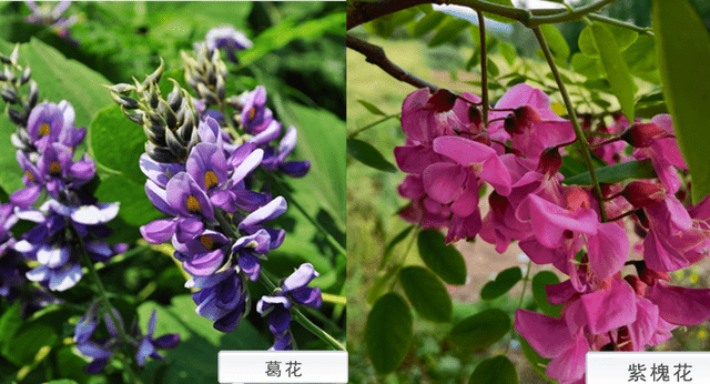 葛花和紫槐花一样吗 它们有什么区别 植物 花色 外观