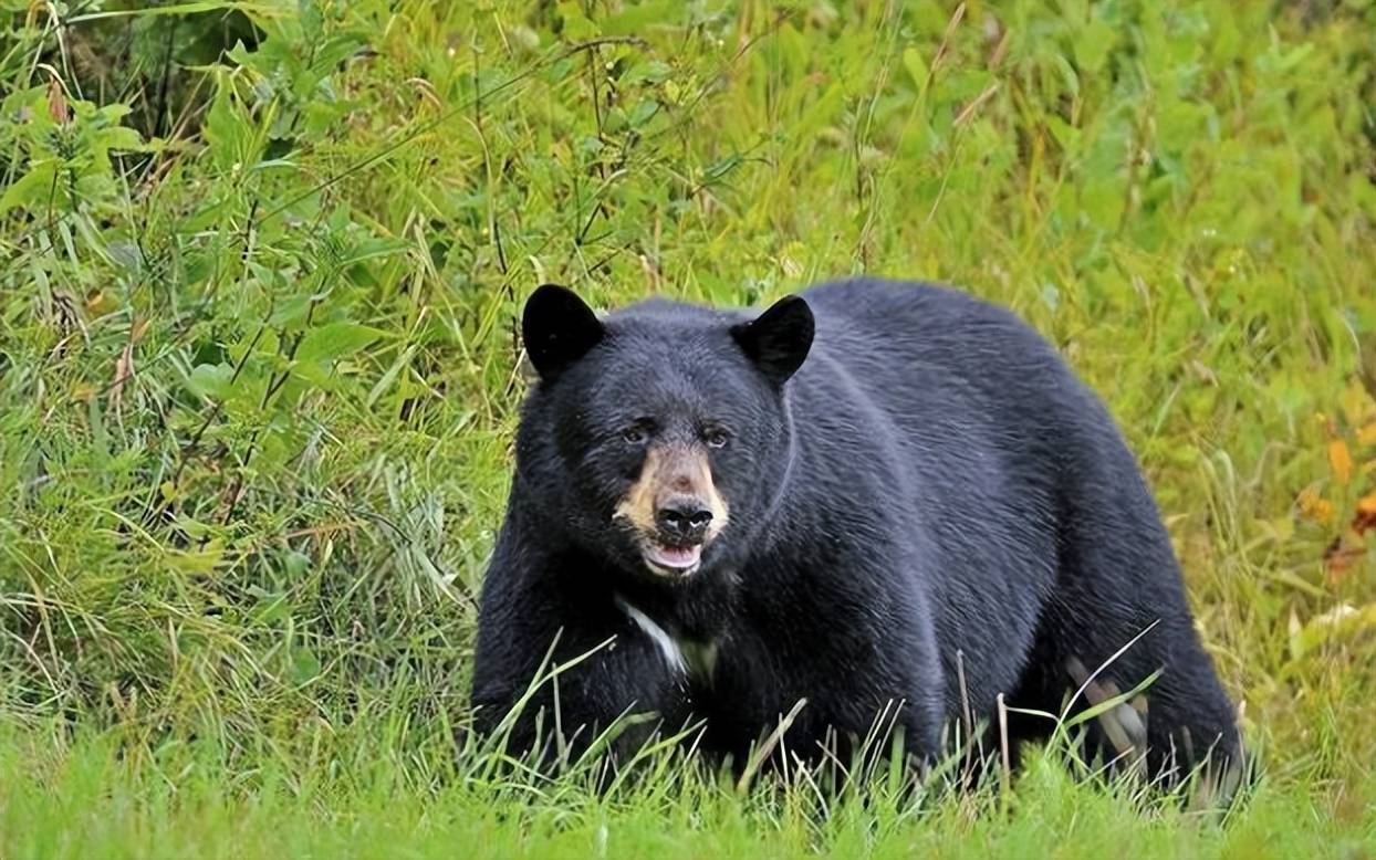祖父山国家公园野生动物栖息地黑熊 库存图片. 图片 包括有 通配, 本质, 工厂, 敲打, 状态, 森林 - 157438491
