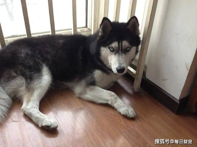 全网混得最差劲的二哈:全身脏得像个煤球,一脸生无可恋_哈士奇_狗狗