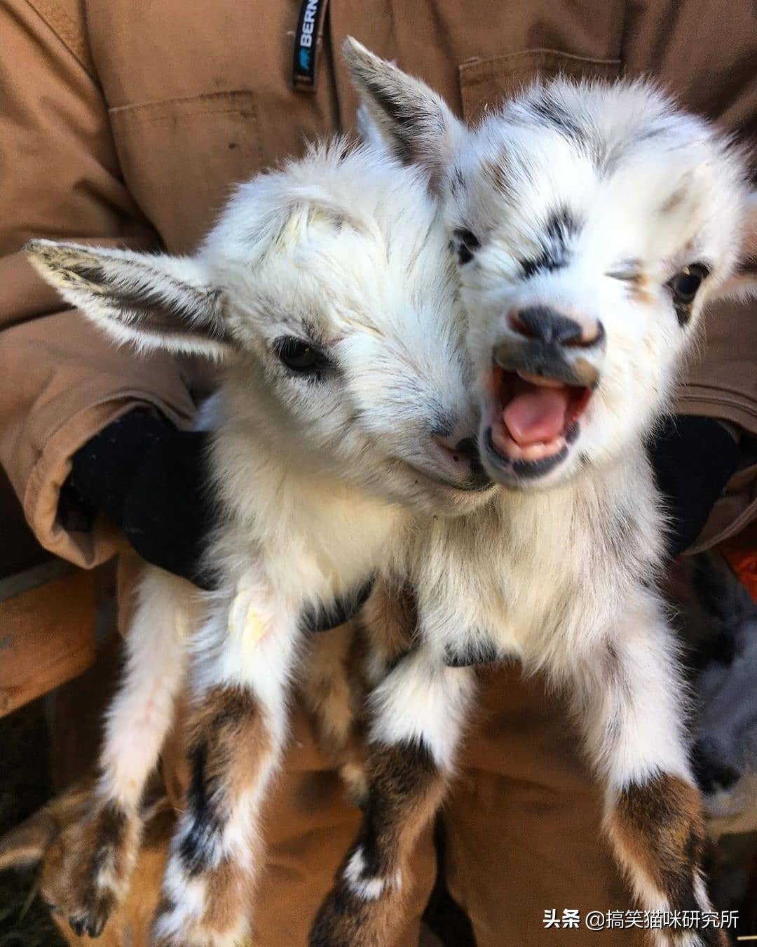 原创可爱到犯规的小羊咩咩日常承包了整个农场的表情包好想抱抱它