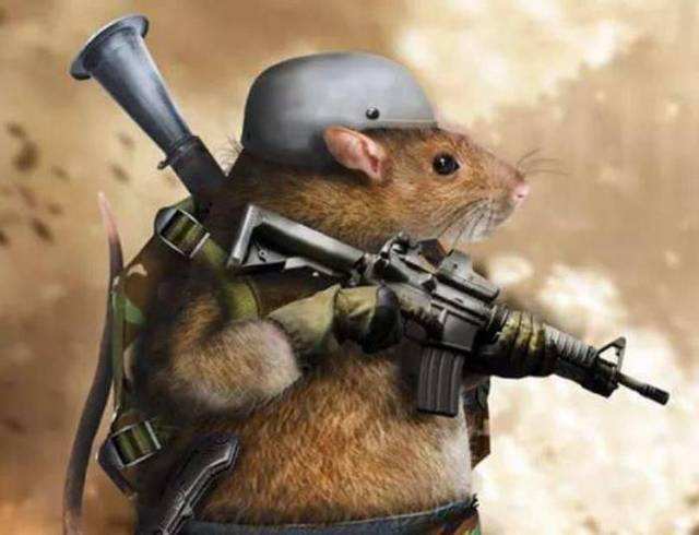 原创国内人人喊打老鼠到国外却成了英雄老鼠的身价为何变高