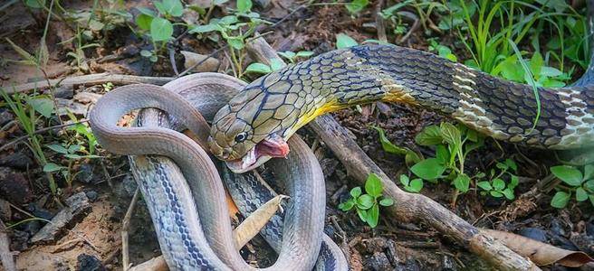 蛇獴vs眼镜王蛇图片