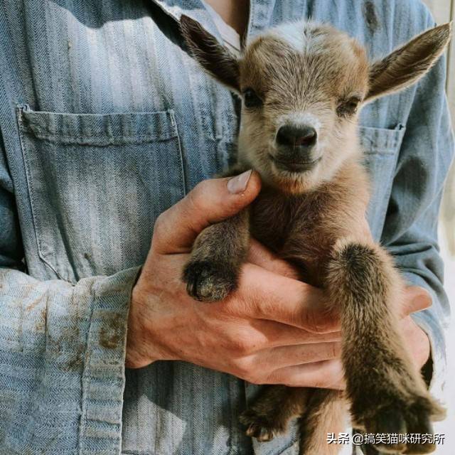 原创可爱到犯规的小羊咩咩日常承包了整个农场的表情包好想抱抱它